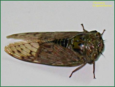 kuliglig insect in english|Kuliglig (Cicadidae) .